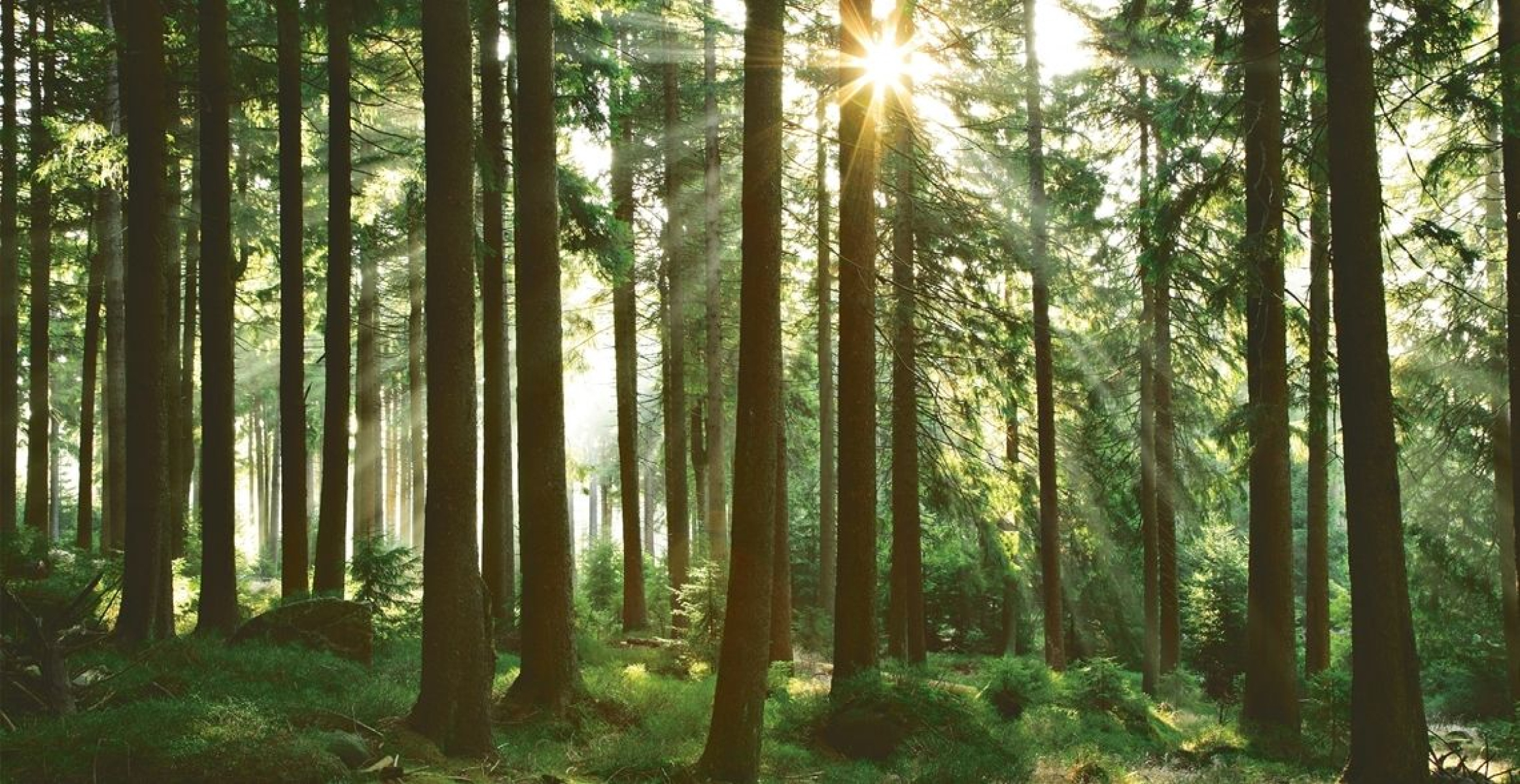 Forrest with sun shining through the trees