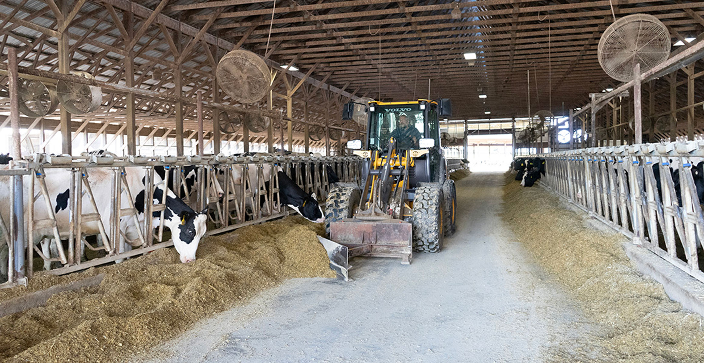 Molly Pitcher Dairy uses their Volvo L25 Electric compact loader to push feed to its dairy cows.