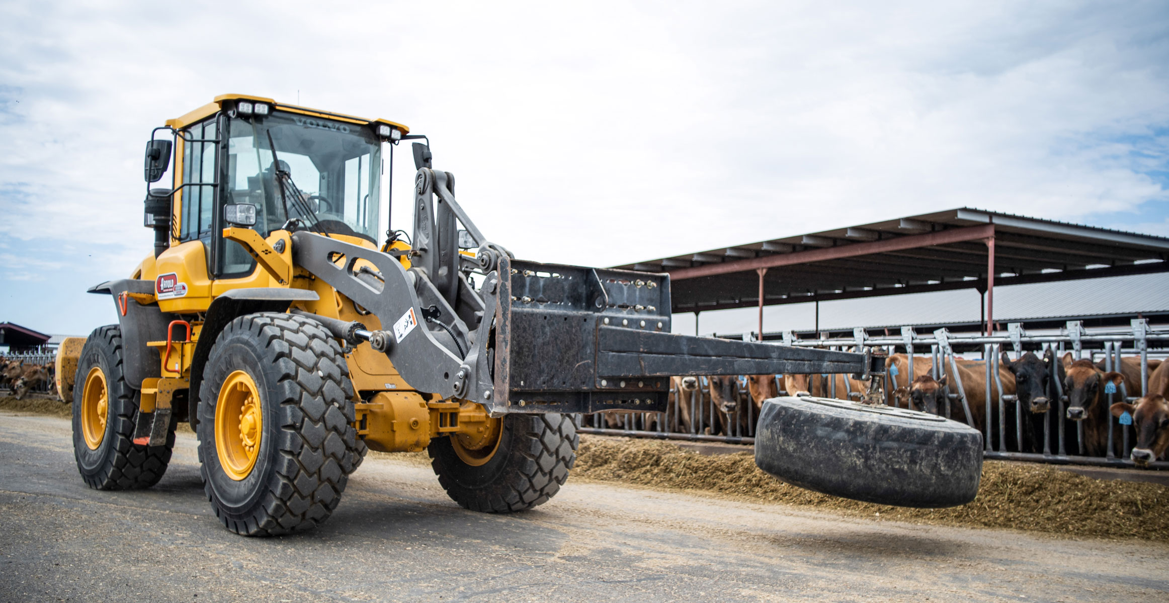 A Volvo L70 wheel loader pushes feed toward a herd of dairy cows.