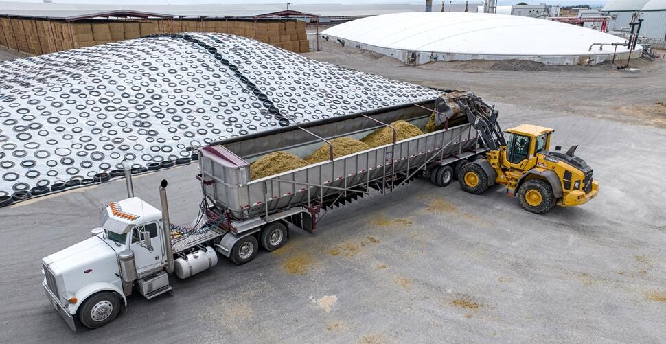 A Volvo L90 wheel loader dumps silage into a semi truck at a dairy farm.